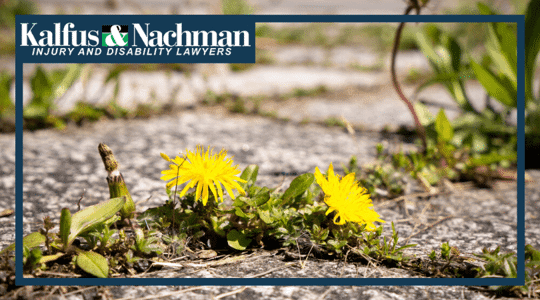 weeds growing through sidewalk crack