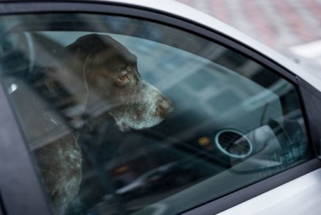A dog in a car with the windows closed.