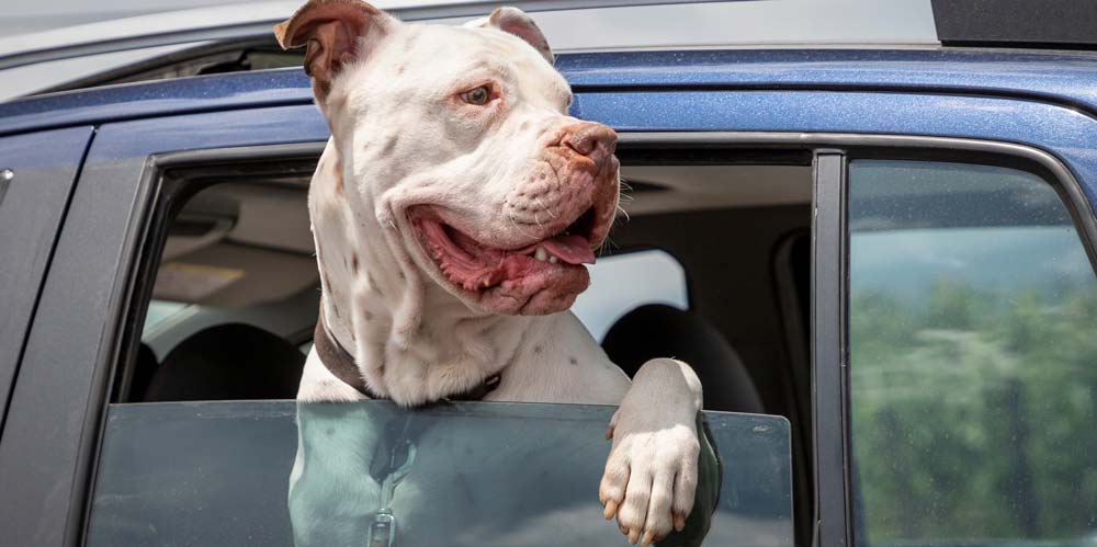 another dog in a car